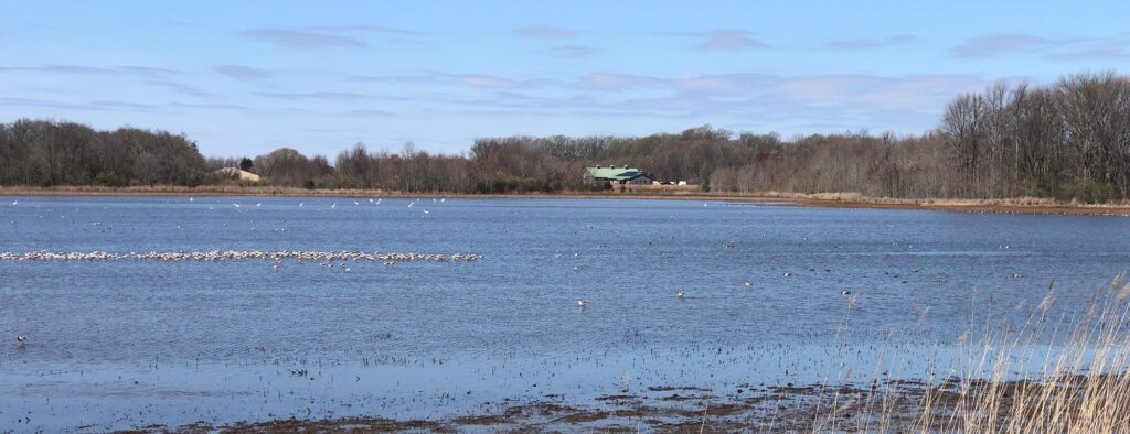 About the Refuge - Friends of Bombay Hook